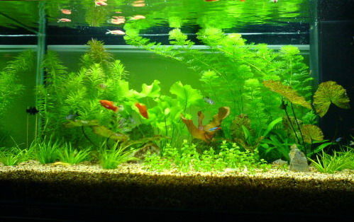 风水小提示:如何养缸开运的风水鱼